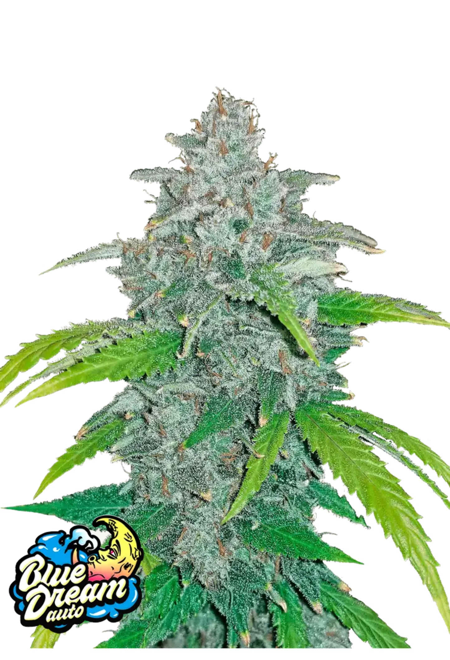 Blue Dream Auto Autoflowering Cannabissamen mit hoher Qualität und starkem Aroma – 420Strainz