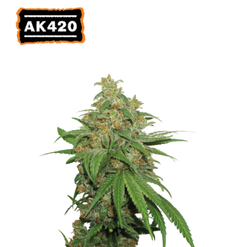 AK420 Auto Hanfsamen - 420Strainz