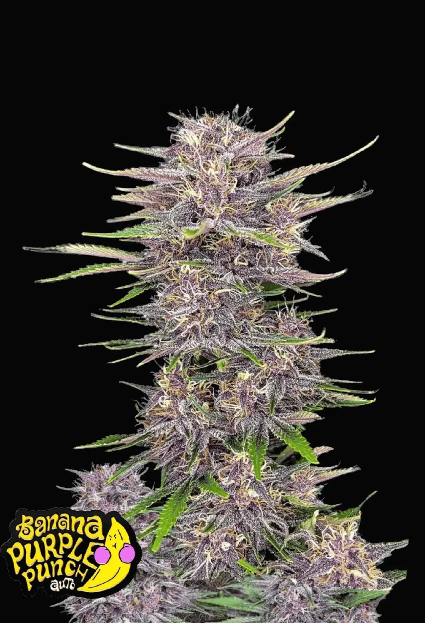 Banana Purple Punch Auto - 420Strainz