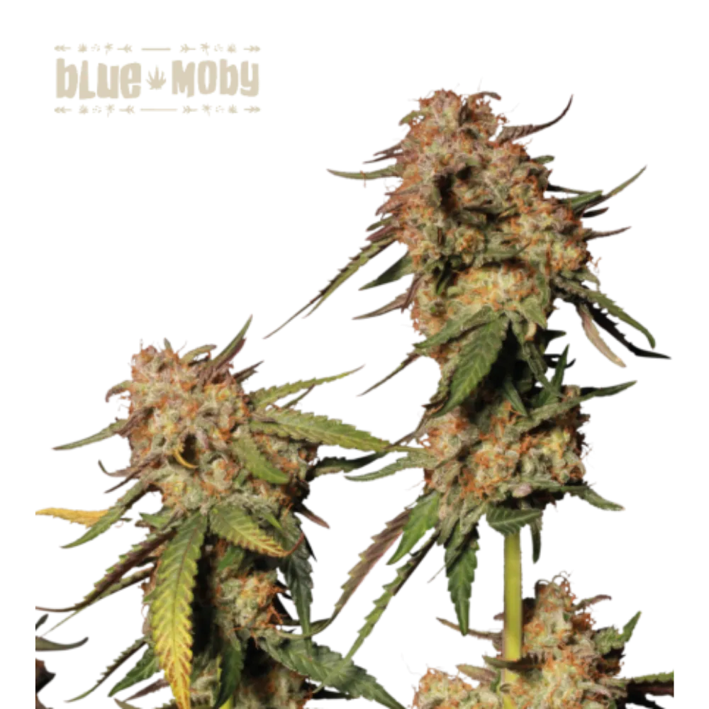Blue Moby Hanfsamen - 420Strainz