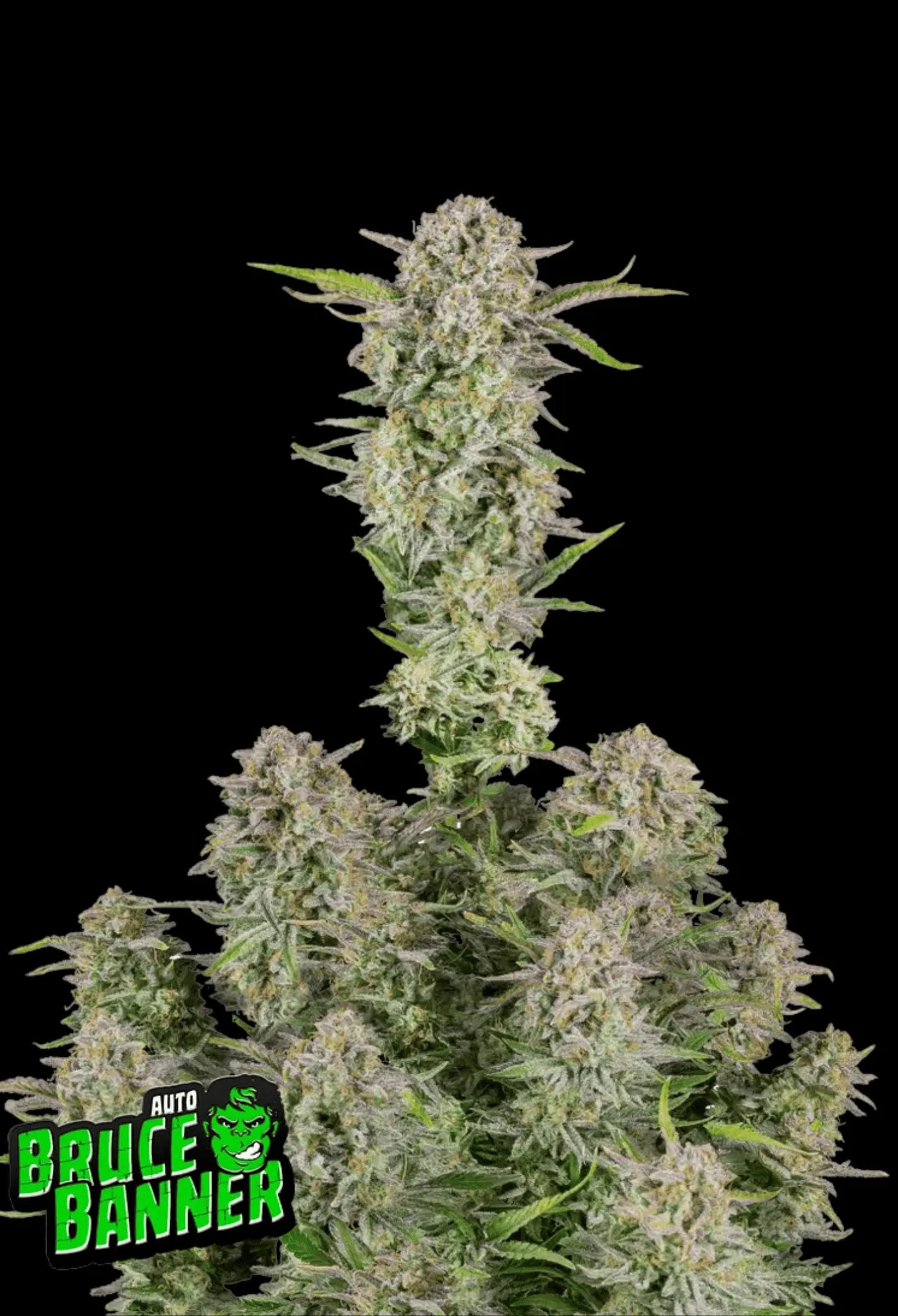 420Fastbuds Bruce Banner Cannabispflanze mit massiven, dichten Buds und glänzender Harzschicht – extrem potente Autoflowering-Sorte