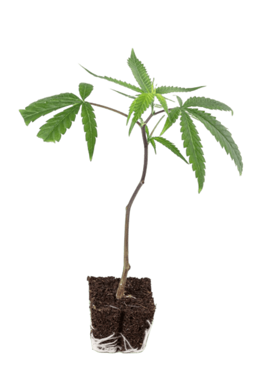 Butterfog - 420Strainz