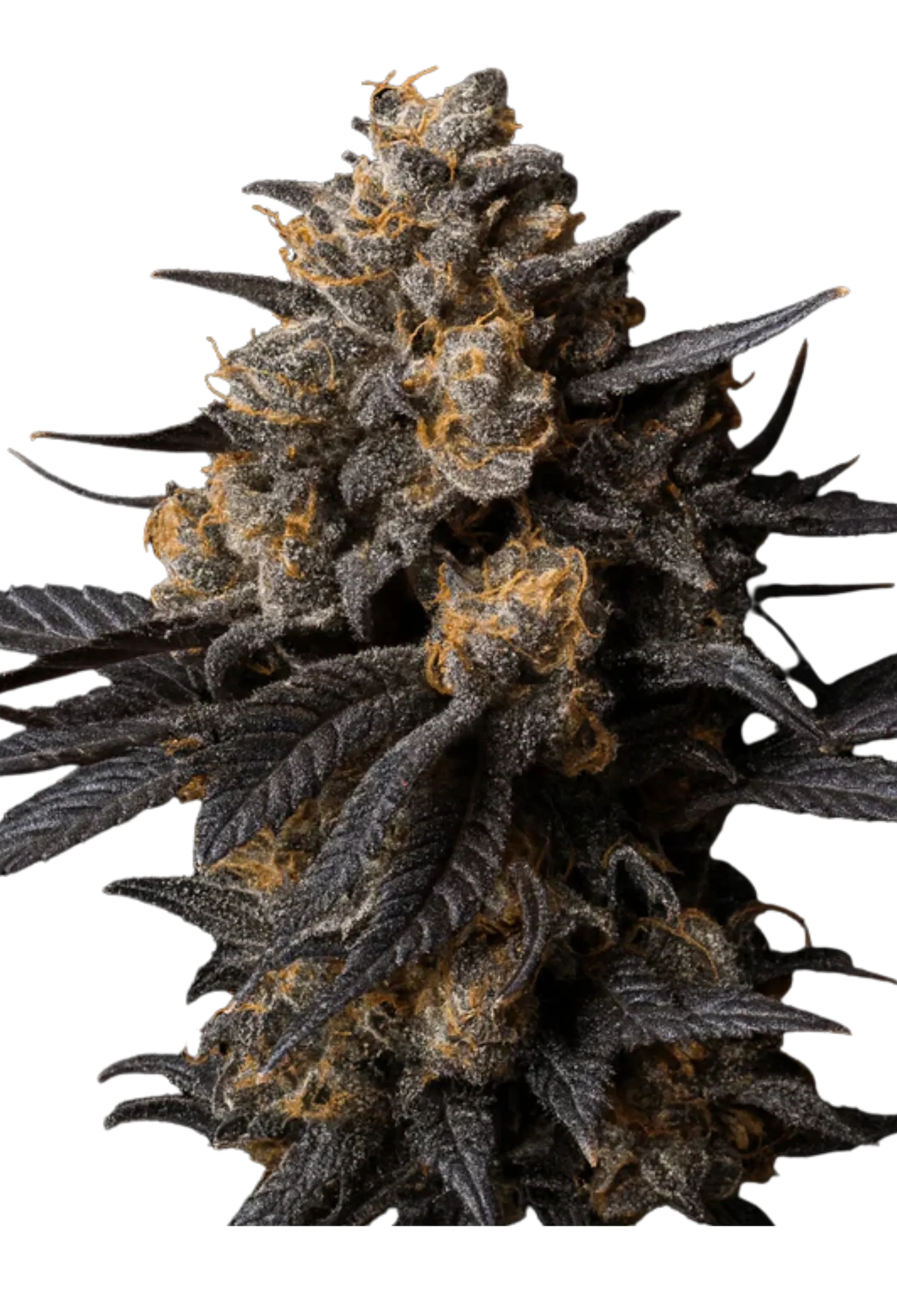 Candy Fumez - 420Strainz