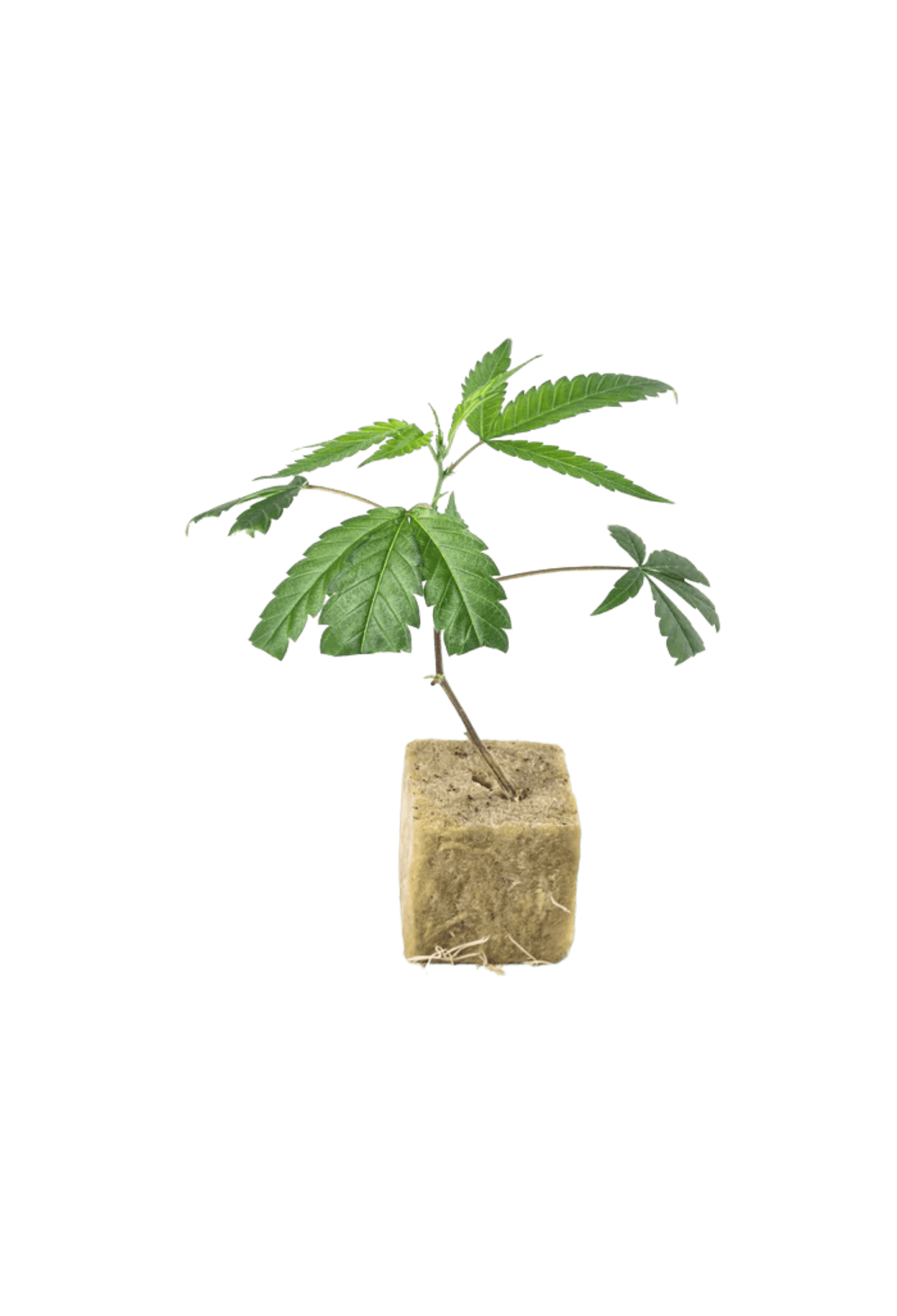 Girl Scout Cookies - 420Strainz