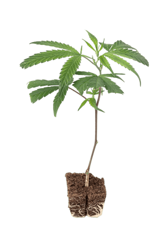 Girl Scout Cookies - 420Strainz