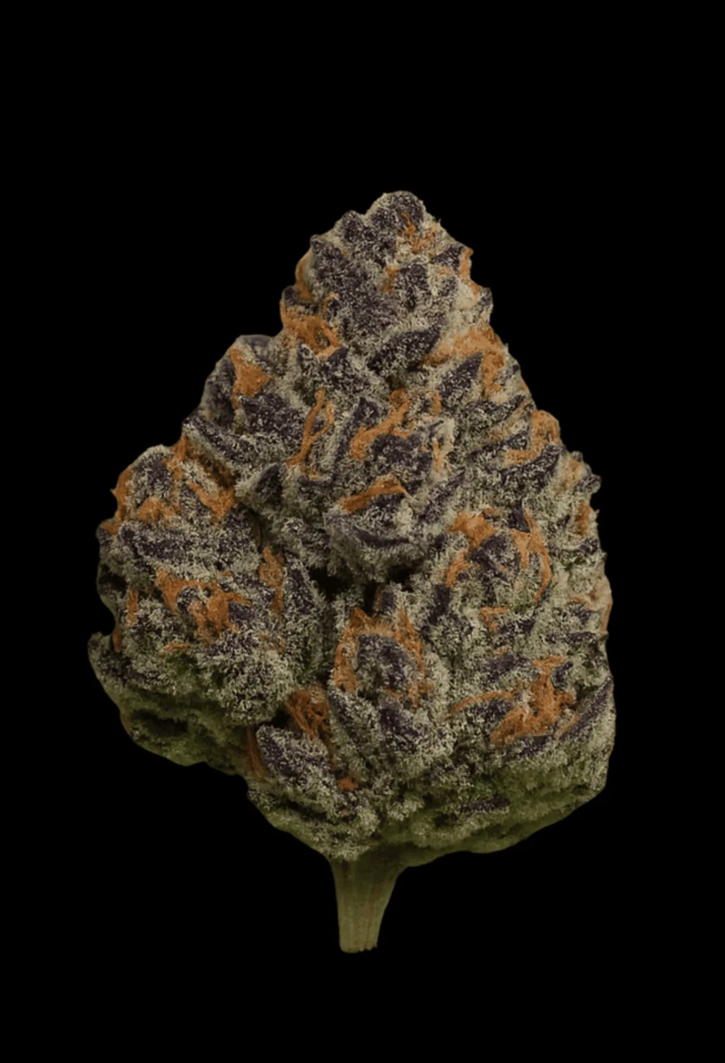 Ice_Cream_Cake_x_Kush_Mintz als Beispiel für die Entwicklung aus einem Steckling