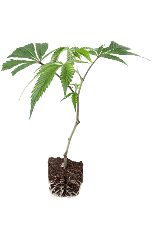 PCG Cookies x Watermelon Skittelz - 420Strainz