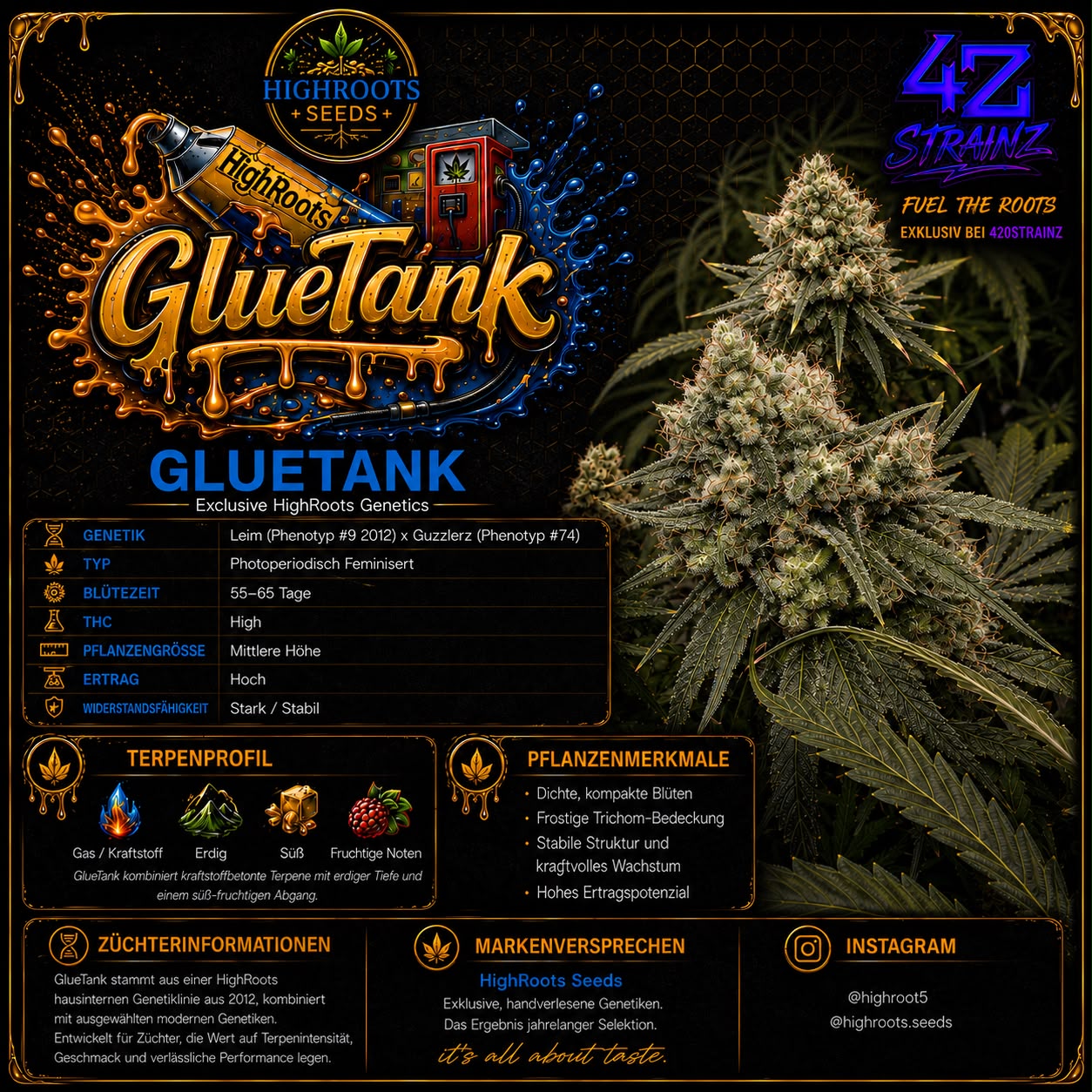GLUETANK – Exclusive HighRoots Genetics