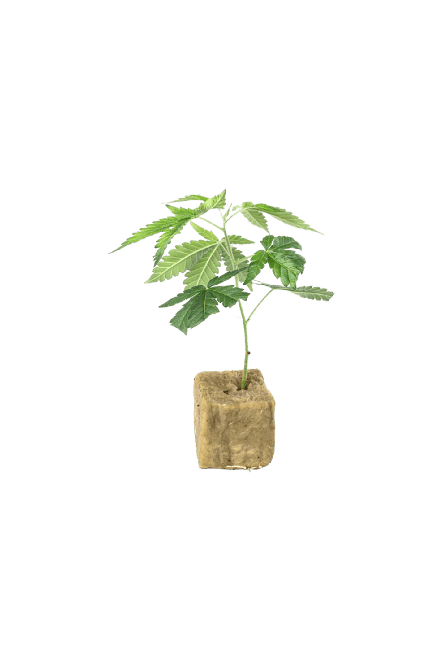 Pineapple Express - 420Strainz