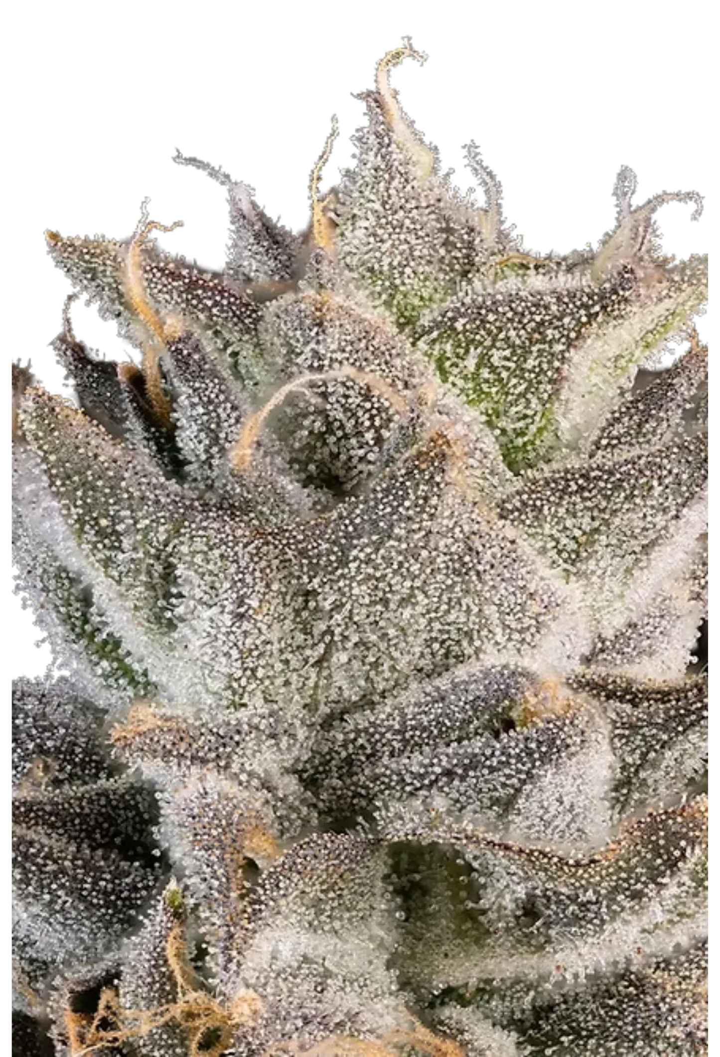 Prezzure - 420Strainz