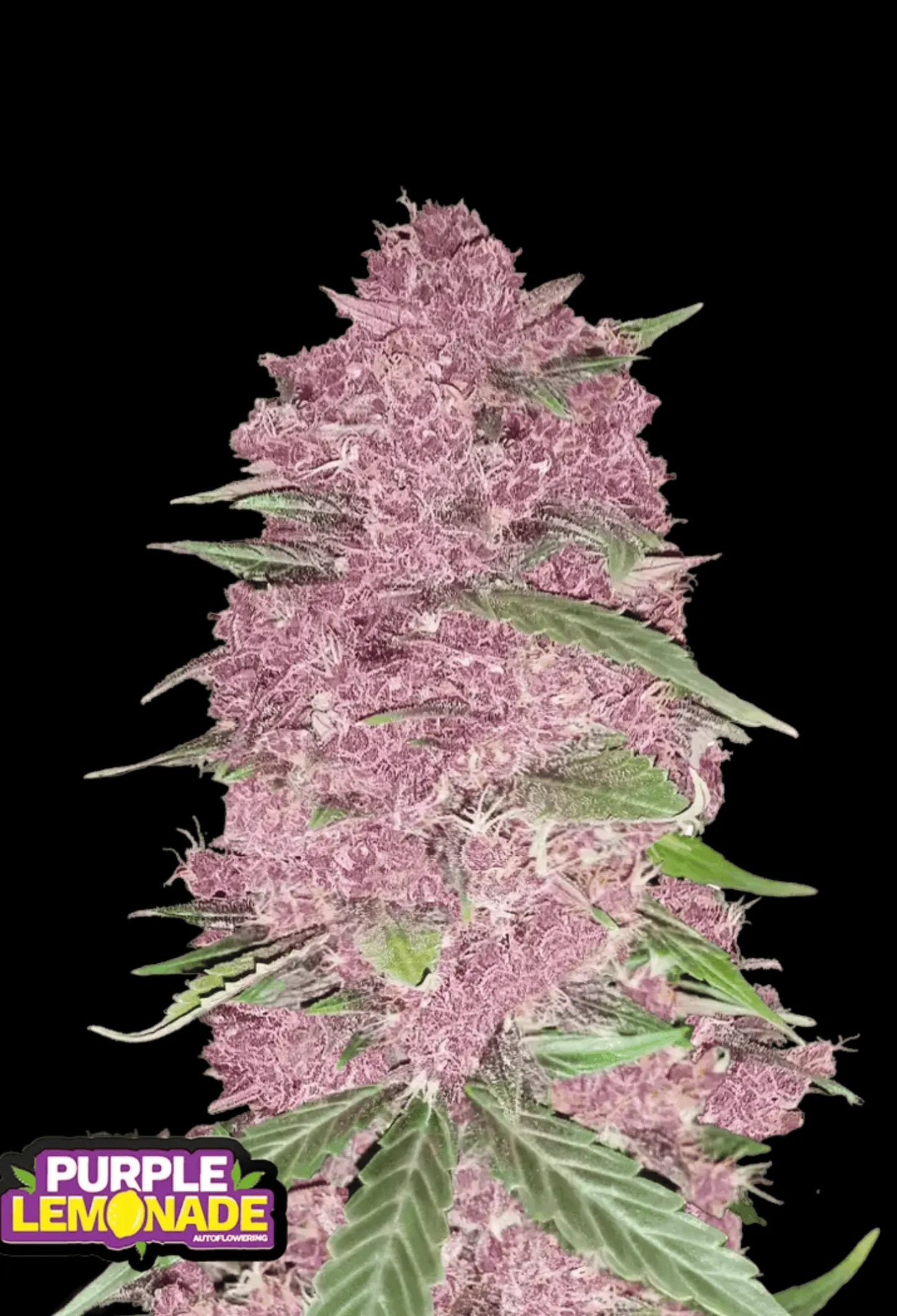 420Fastbuds Purple Lemonade Cannabispflanze mit pink-violetten Blüten und fruchtigem Zitronenduft – dekorativer und potenter Autoflower-Hybrid