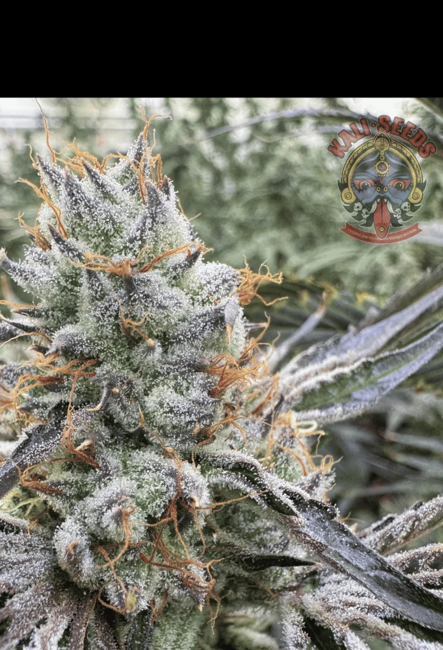 Sour_Flower_x_Funky_Charms als Beispiel für die Entwicklung aus Samen