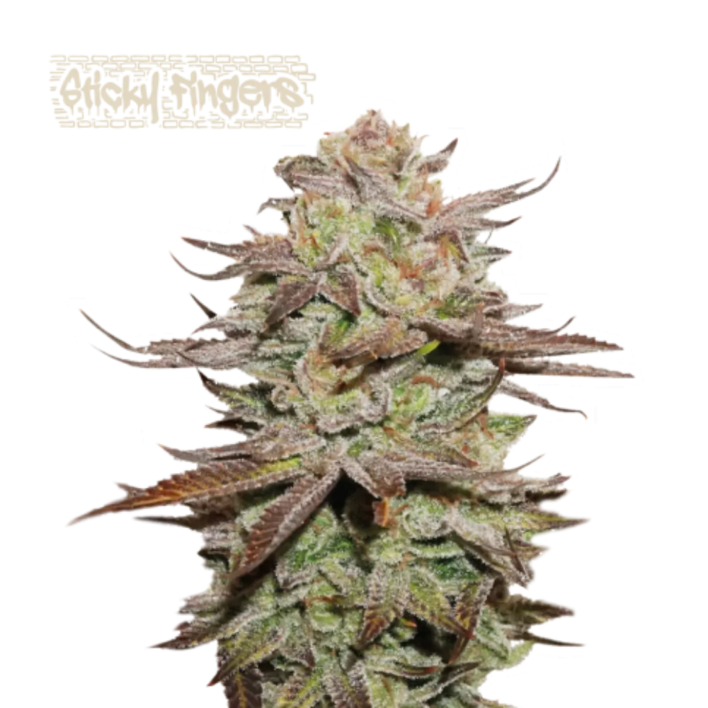 Sticky Fingers Auto Hanfsamen - 420Strainz