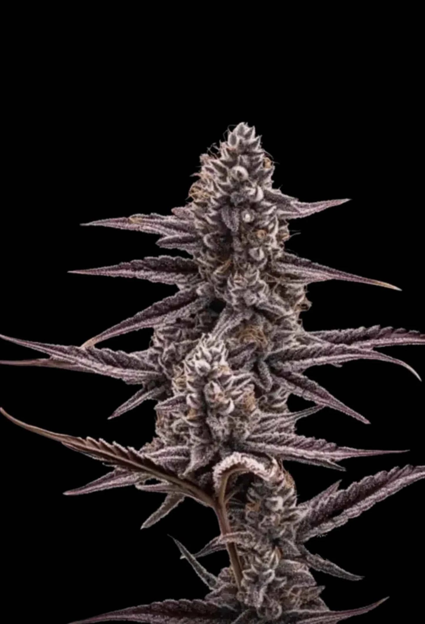Super Buff Cherry #26 – GMLS Cut - 420Strainz
