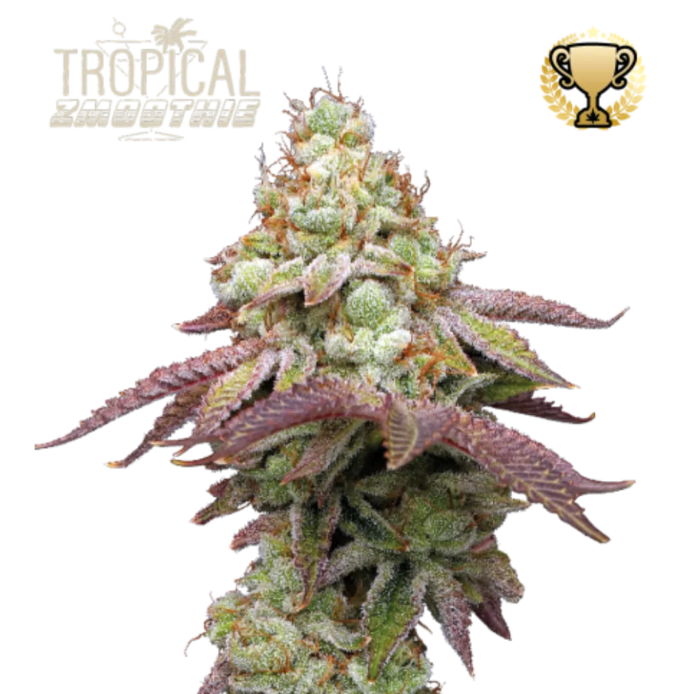 Tropical Zmoothie Hanfsamen - 420Strainz