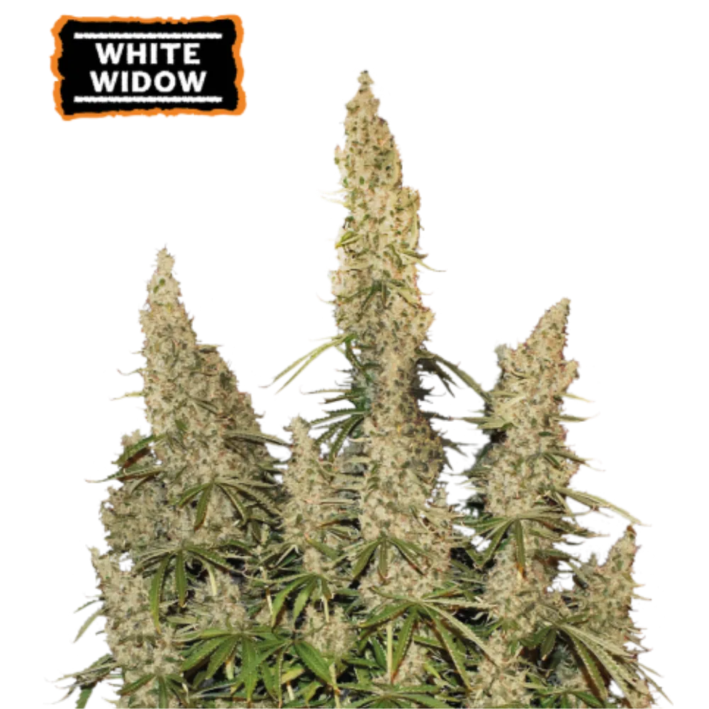 White Widow Auto Hanfsamen - 420Strainz