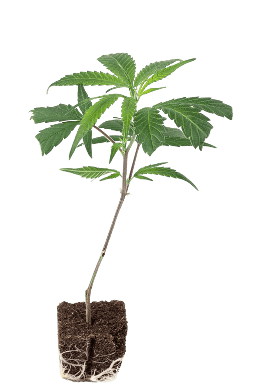 Blue Sun - 420Strainz