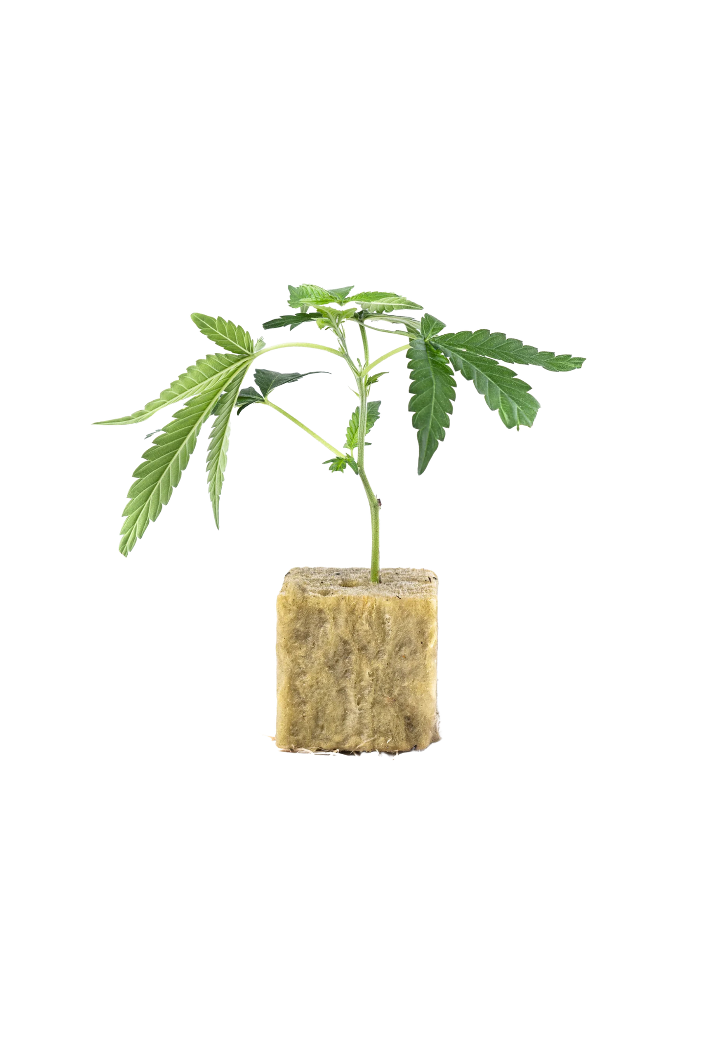 Blue Sun - 420Strainz