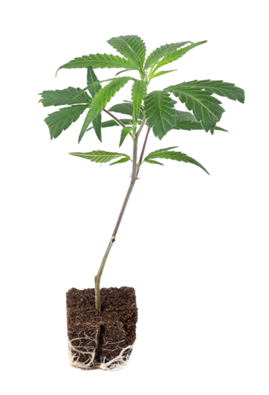 Brrr Berry OG x Purple Punch - 420Strainz