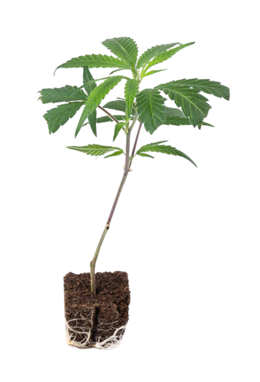 Permanent Marker - 420Strainz