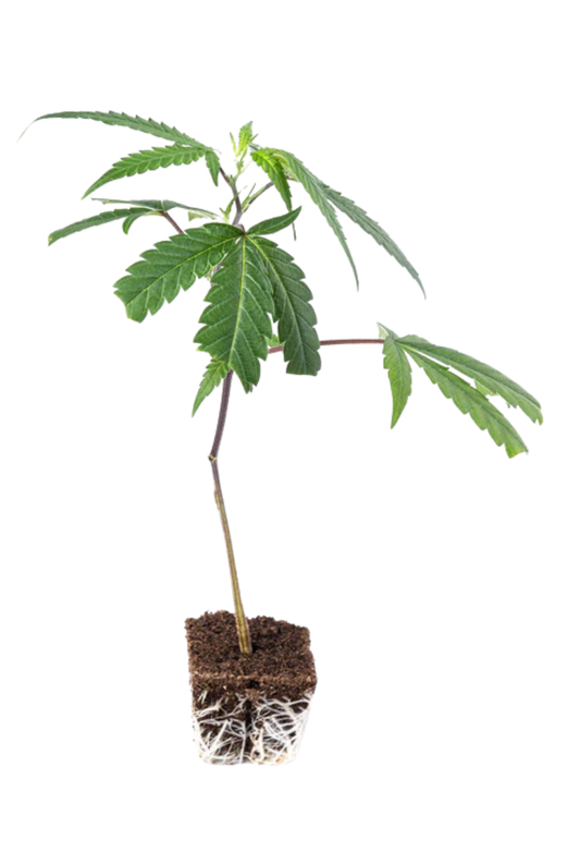 Melon Cheddar - 420Strainz