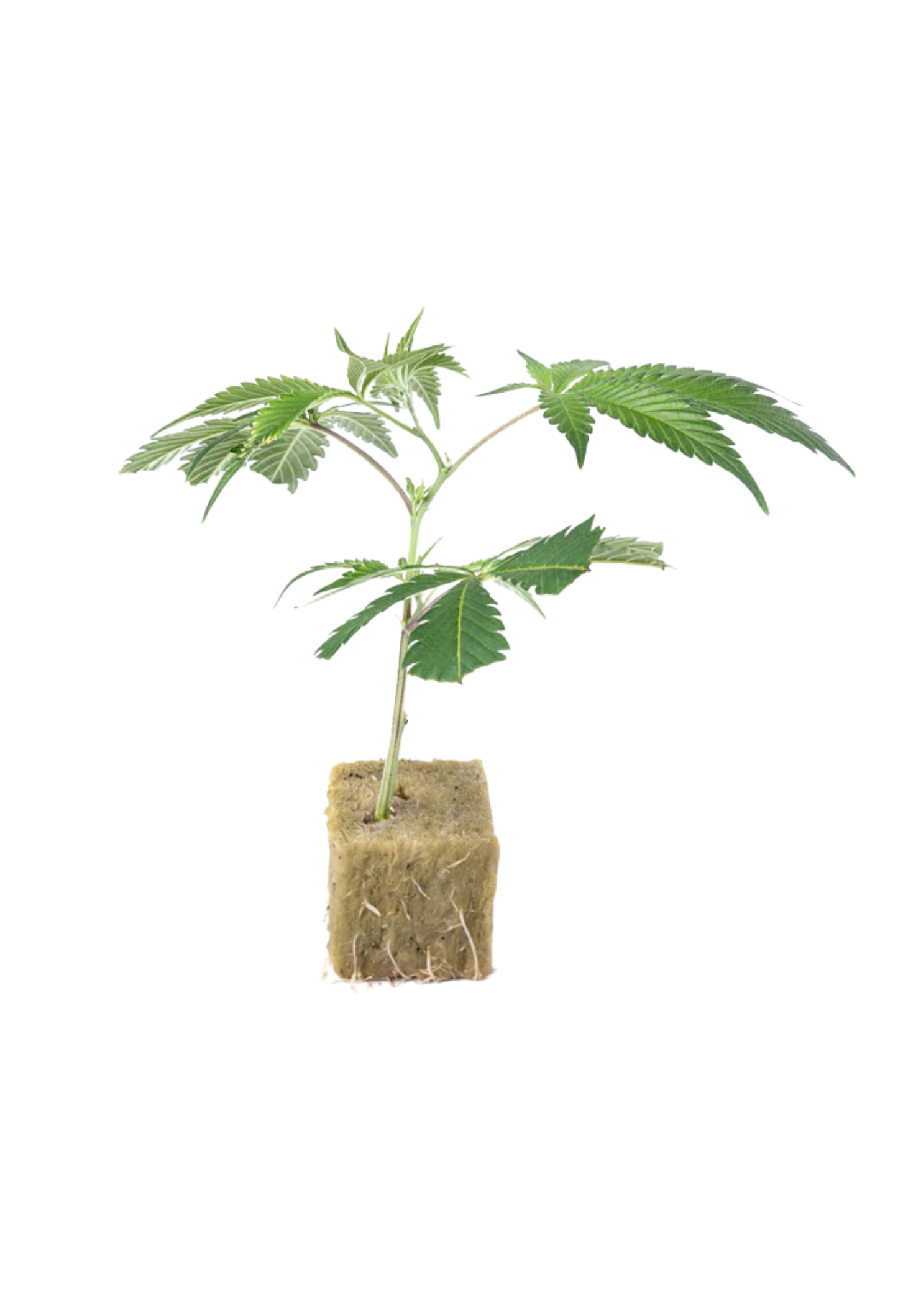 PCG Cookies x Watermelon Skittelz - 420Strainz