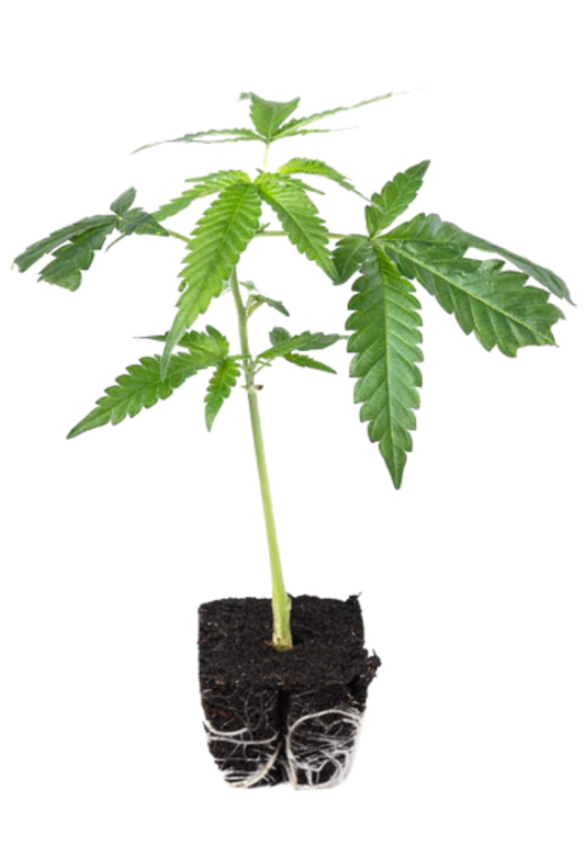 Pineapple Express - 420Strainz