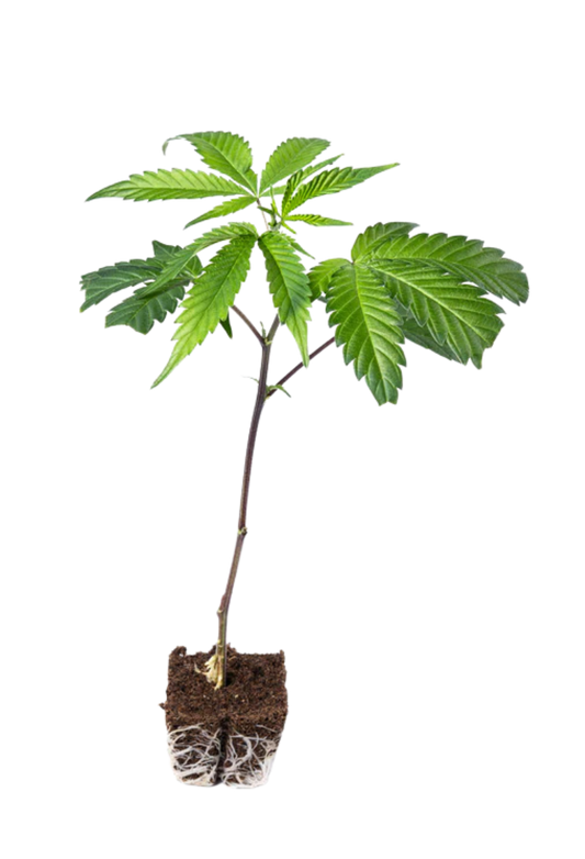 Royal Limez x Mac Daddy Cheese - 420Strainz