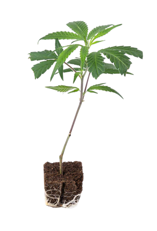 Syrup Sunset BC - 420Strainz