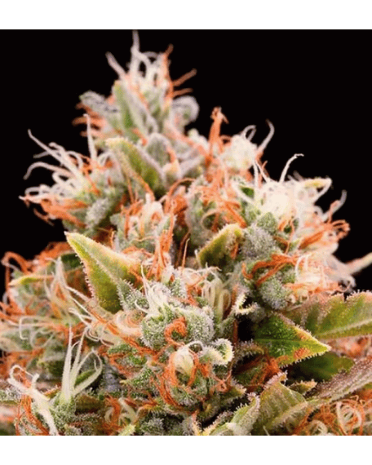 Chem91 x Hindu – 3 Feminisierte Seeds Pack - 420Strainz