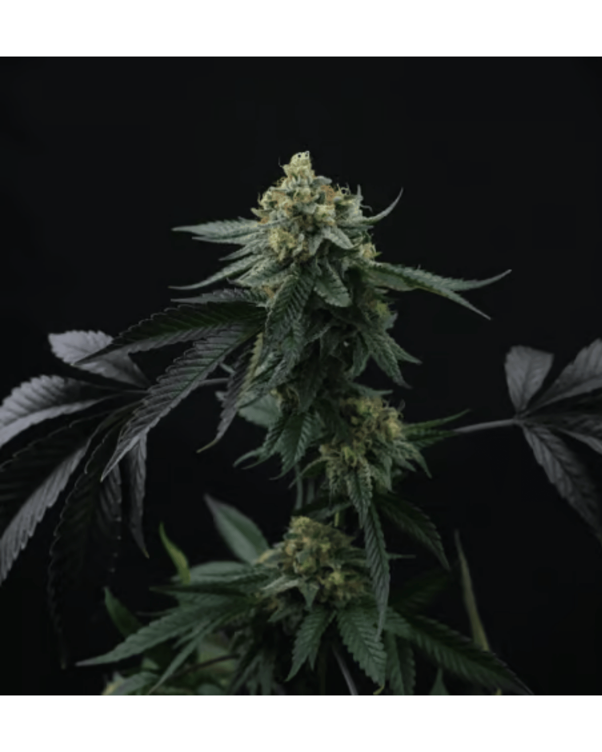Lime 1 x Hindu – 3 Feminisierte Seeds Pack - 420Strainz