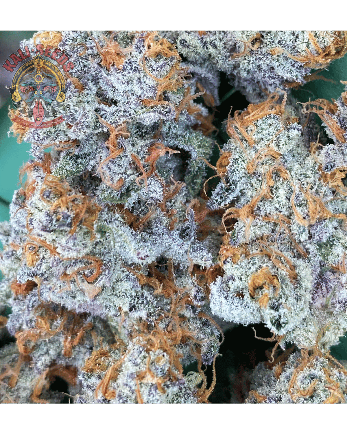 Galactic Runtz x Crumble Broze – Regular Seeds (10er Pack) - 420Strainz