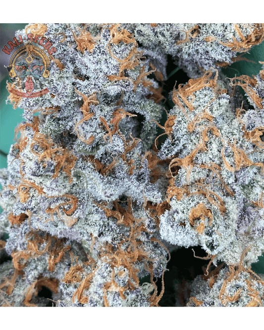 Galactic Runtz x Crumble Broze – Regular Seeds (10er Pack) - 420Strainz