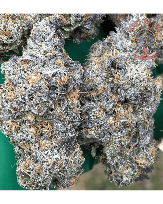 Tropical Gelato x Dutch Gardener - Regular Seeds (10er Pack) - 420Strainz