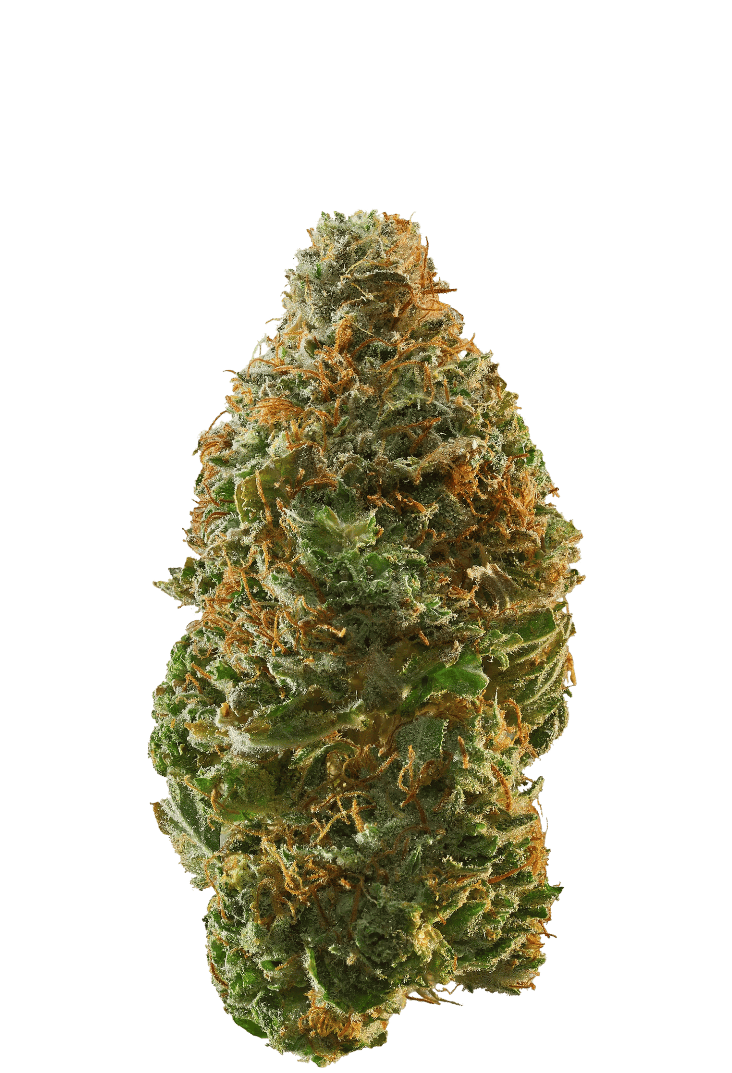 Hawaiian Snow Cone (Breeder Cut) - 420Strainz