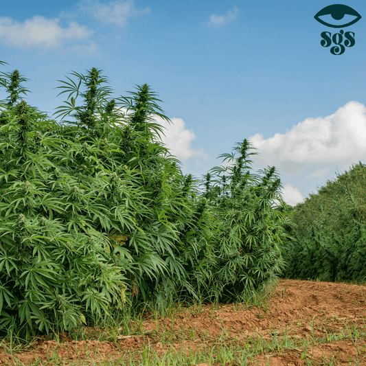 Der perfekte Outdoor-Anbau: Tipps und Tricks aus der Erfahrung eines Growers - 420Strainz