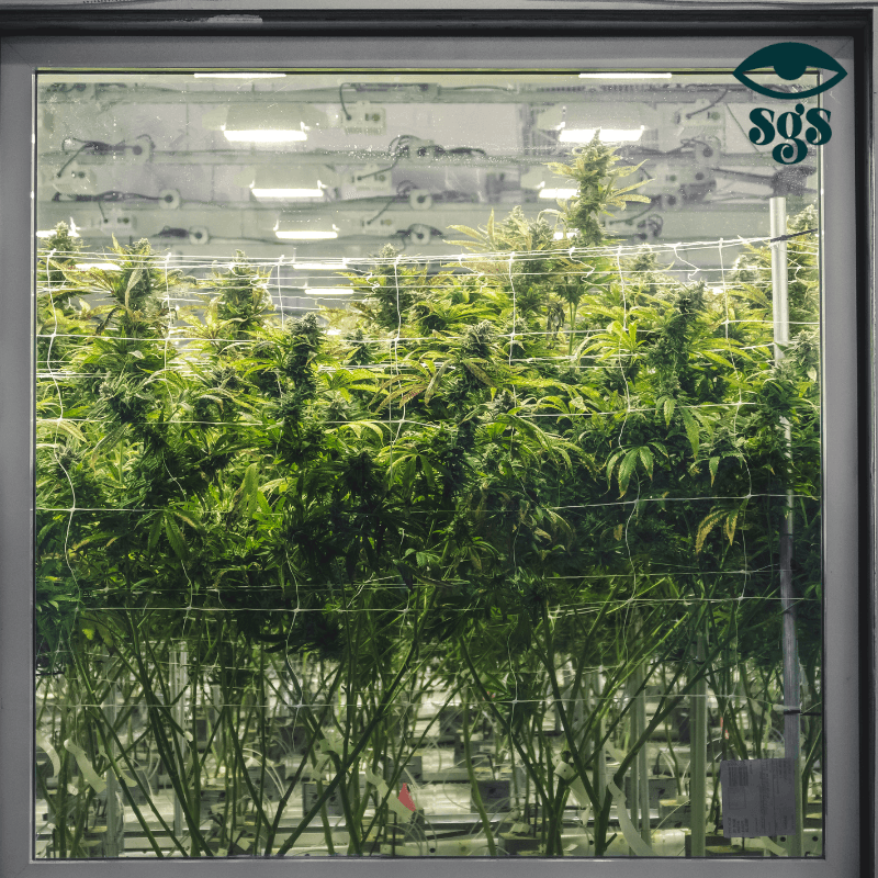 Der perfekte Indoor-Anbau: Alles, was du wissen musst – Ein Erfahrungsbericht - 420Strainz