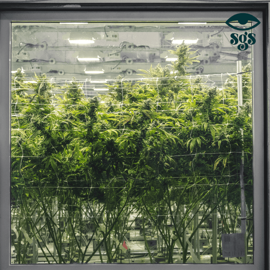 Der perfekte Indoor-Anbau: Alles, was du wissen musst – Ein Erfahrungsbericht - 420Strainz