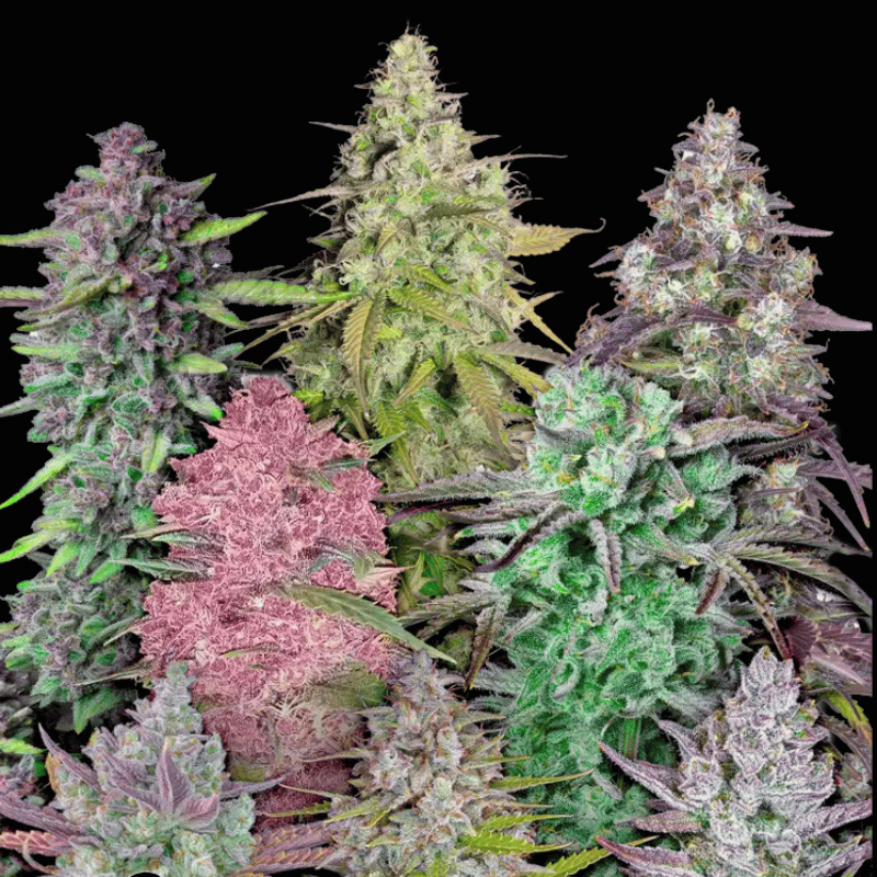 Autoflower