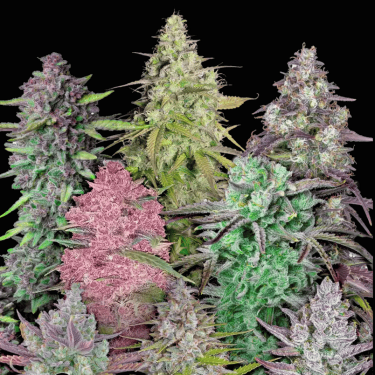 Autoflower