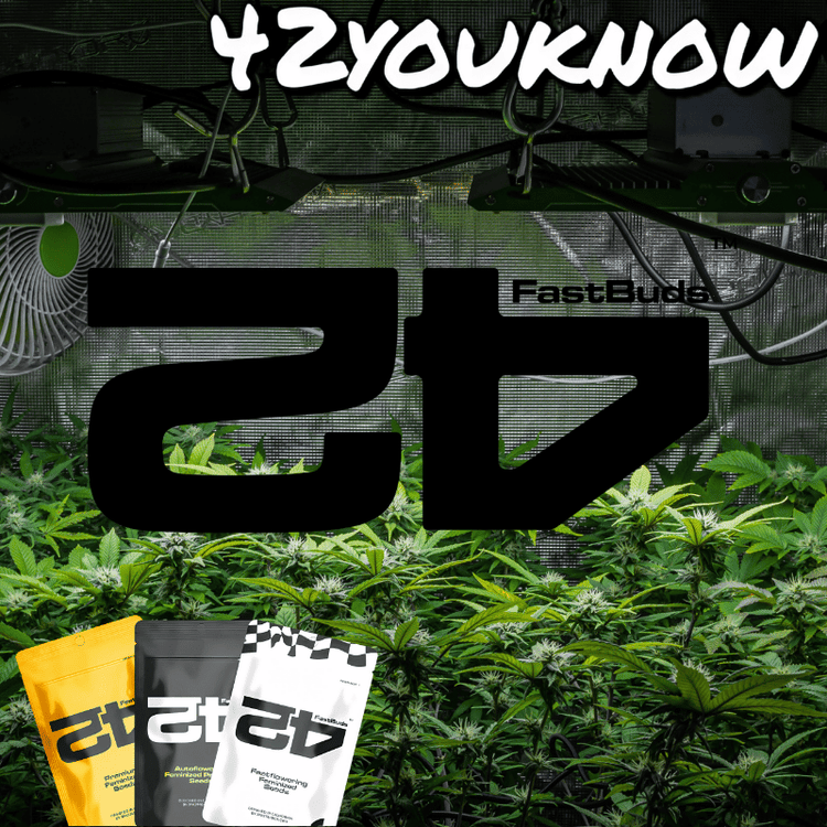 420 FastBuds Samen im Grow Room – Originale Autoflower Genetik mit hohem Ertrag und THC-Gehalt