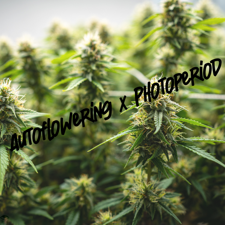 Fast Flowering