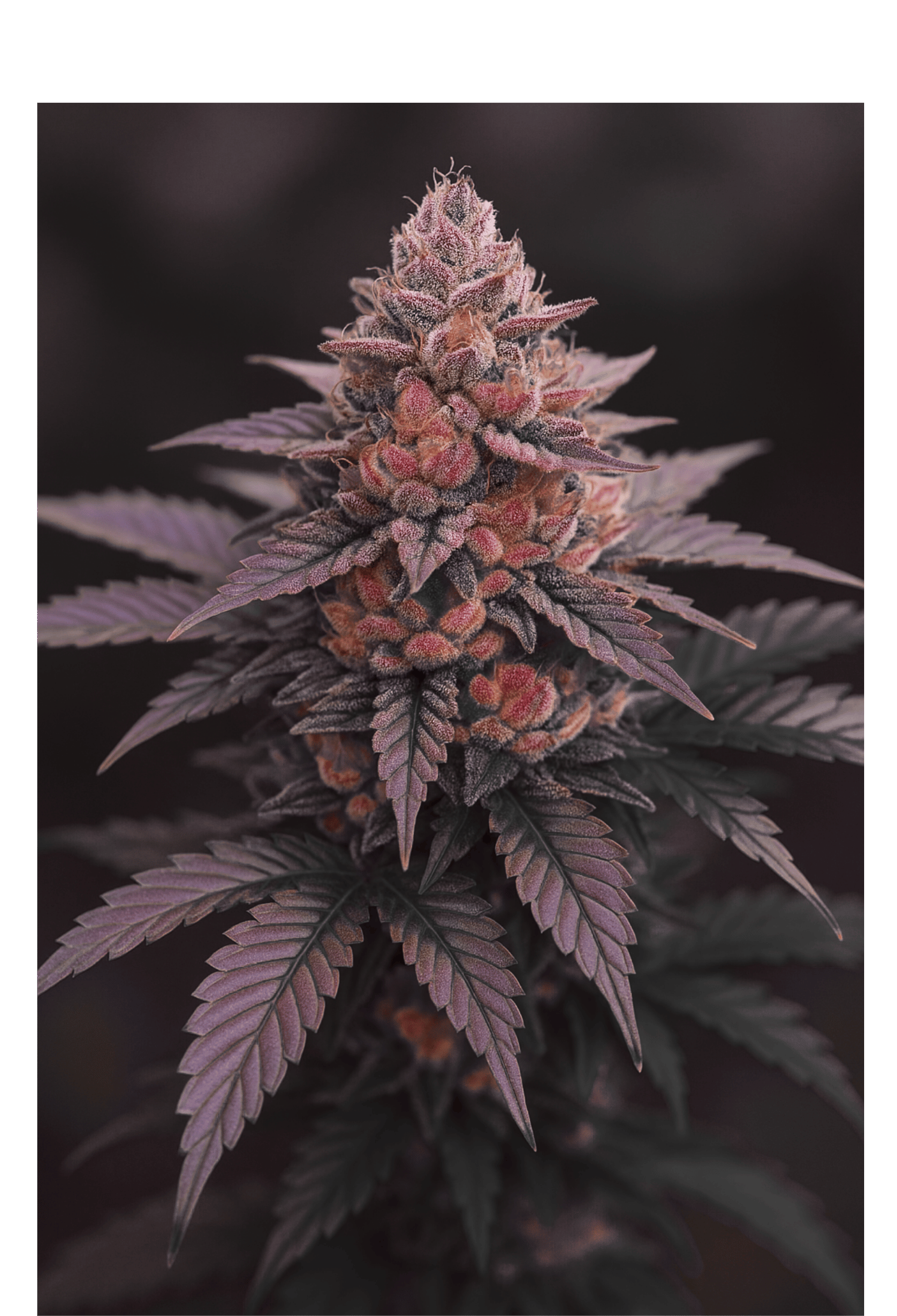 Papaya Zoap x Tropaya Punch - 420Strainz