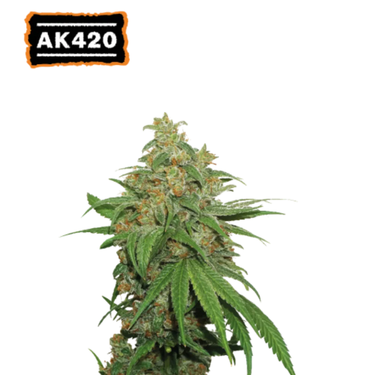 AK420 Auto Hanfsamen - 420Strainz