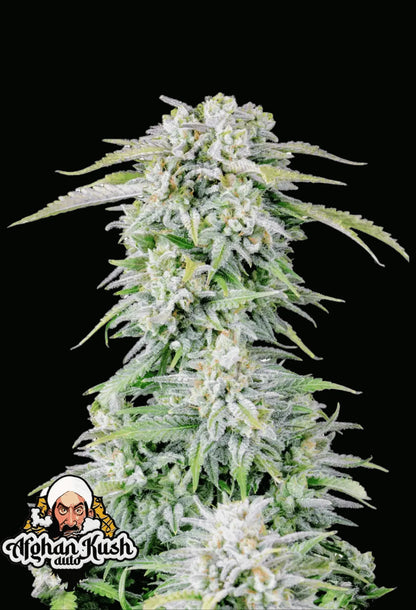 Afghan Kush Auto von Fast Buds – kompakte Indica Autoflower mit frostigen, harzreichen Buds