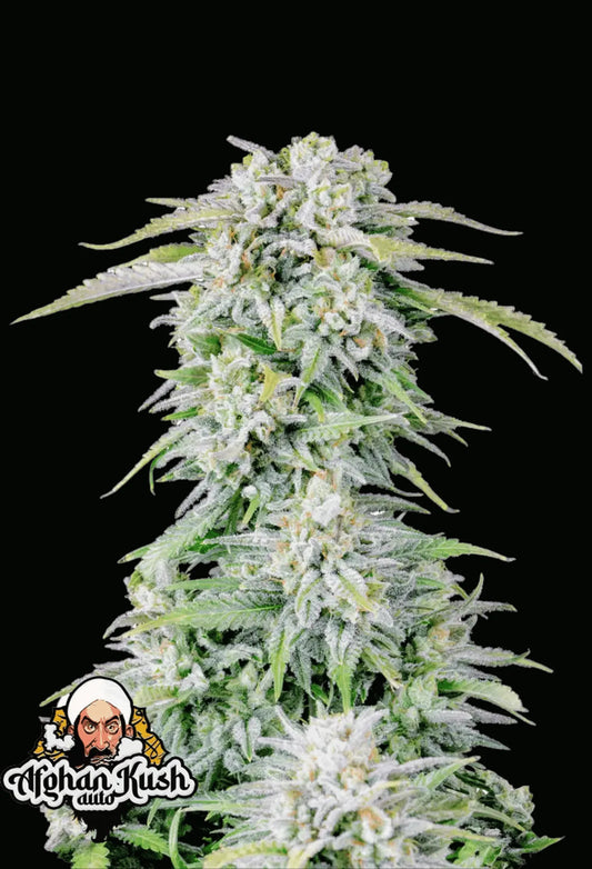 Afghan Kush Auto von Fast Buds – kompakte Indica Autoflower mit frostigen, harzreichen Buds