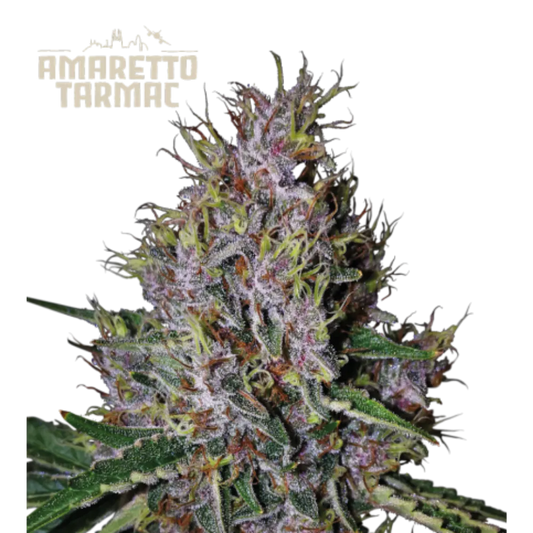 Amaretto Tarmac Automatic Hanfsamen - 420Strainz