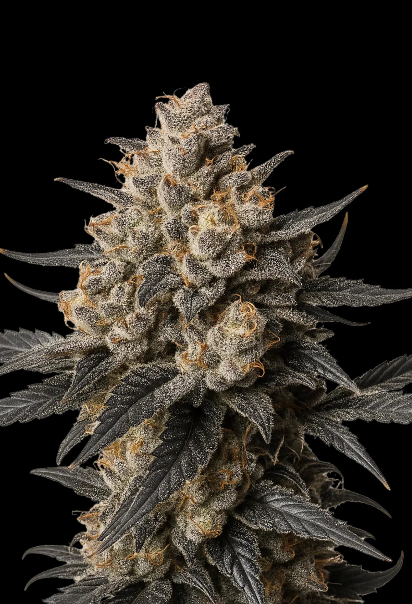 Apples&Banana (Compound Genetics)