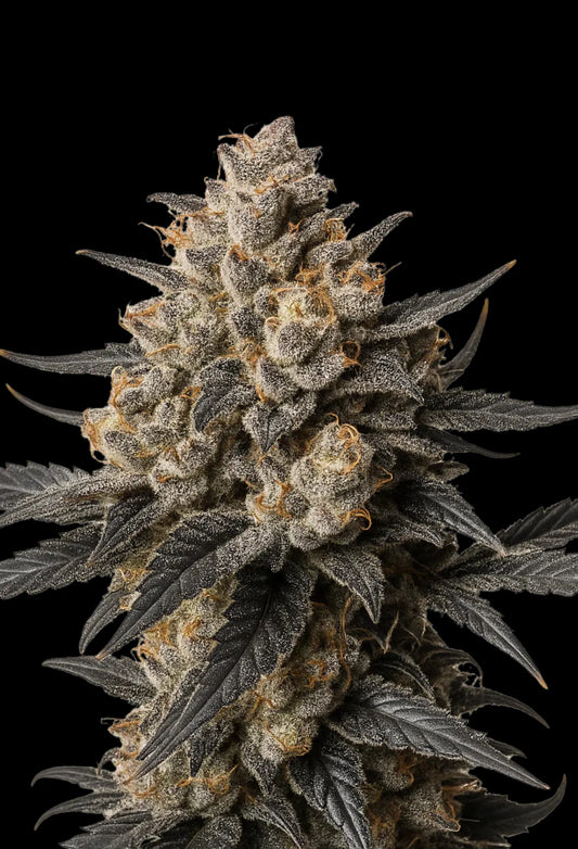 Apples&Banana (Compound Genetics)