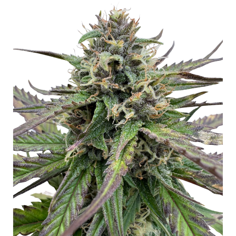 Banana Jealousy x Guava Auto 3+1 - 420Strainz